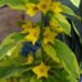 Lysimachia punctata ` Golden Alexander`.täpinine metsvits
