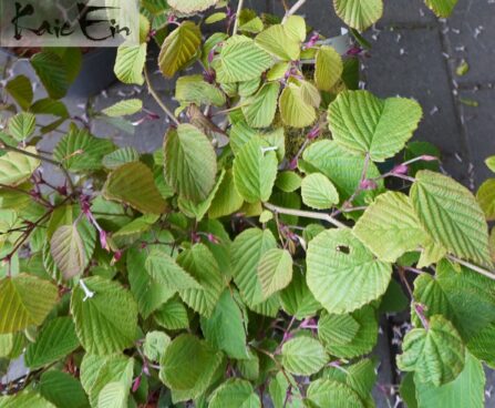 Corylopsis spicata-ebasarapuu