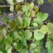 Corylopsis spicata-ebasarapuu