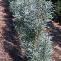 Pinus sylvestris `Argentea`