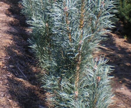 Pinus sylvestris `Argentea`