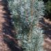 Pinus sylvestris `Argentea`