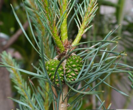 Pinus sylvestris `Argentea`.- harilik mänd jpg