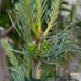 Pinus sylvestris `Argentea`.- harilik mänd jpg