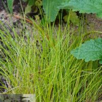 Deschampsia flexuosa `Amilime` võnk-kastevars.jpg1