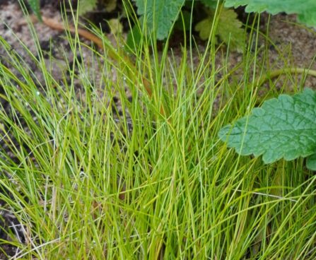 Deschampsia flexuosa `Amilime` võnk-kastevars.jpg1