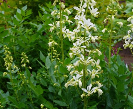 Dictamnus albus `Albiflorus`- moosesepõõsas