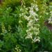 Dictamnus albus `Albiflorus`- moosesepõõsas