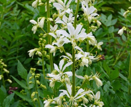 Dictamnus albus `Albiflorus`- moosesepõõsas2