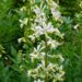 Dictamnus albus `Albiflorus`- moosesepõõsas2