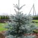 2052_7325_Picea_pungens_Fat_Albert_.JPG