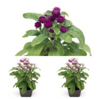 Gomphrena globosa buddy-ümar kerareashein