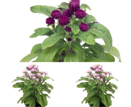 Gomphrena globosa buddy-ümar kerareashein