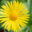 Doronicum caucasicum kaukaasia kitsekakar (3)