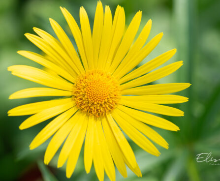 Doronicum caucasicum kaukaasia kitsekakar (3)