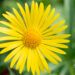 Doronicum caucasicum kaukaasia kitsekakar (3)