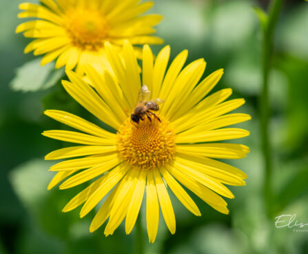 Doronicum caucasicum kaukaasia kitsekakar (1)