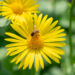 Doronicum caucasicum kaukaasia kitsekakar (1)