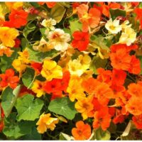 tropaeolum-minus-Tip-Top-Mix- suur mungalill- kanepi  foto