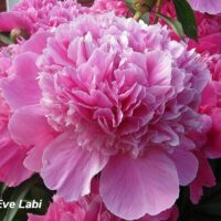 Paeonia officinalis `Rosea-Plena` pojeng