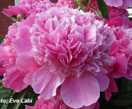 Paeonia officinalis `Rosea-Plena` pojeng