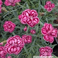 Dianthus plumarius `Strawberry Eyes`-sulgnelk