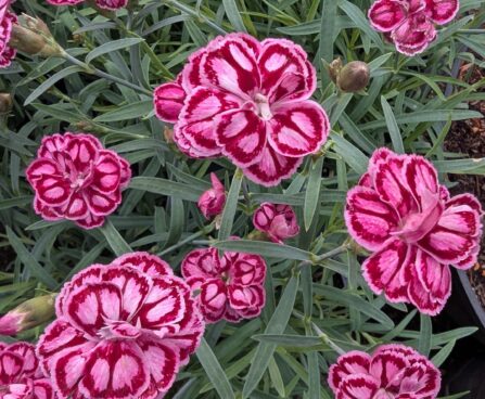 Dianthus plumarius `Strawberry Eyes`-sulgnelk