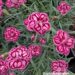 Dianthus plumarius `Strawberry Eyes`-sulgnelk