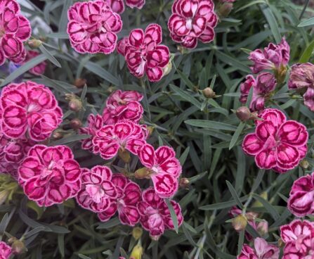 Dianthus plumarius `Strawberry Eyes`sulgnelk2