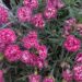 Dianthus plumarius `Strawberry Eyes`sulgnelk2