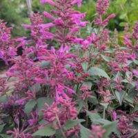 Agastache-hiidiisop