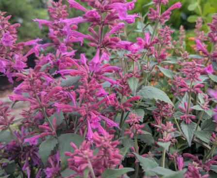 Agastache-hiidiisop