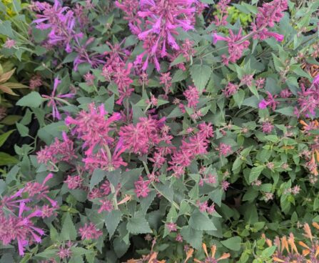 Agastache-hiidiisop.jpg2
