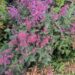 Agastache-hiidiisop.jpg2