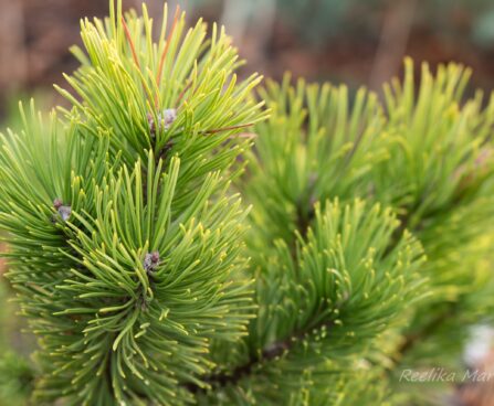 2053_6646_Pinus_mugo_Carstens_Wintergold__2.JPG