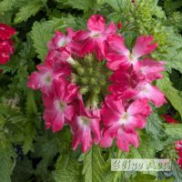 Verbena-raudürt