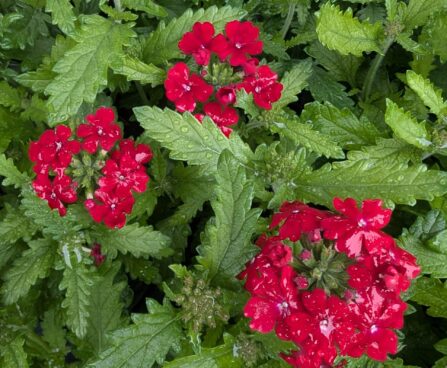 Verbena-raudürt2