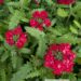 Verbena-raudürt2