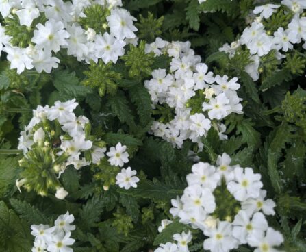Verbena -raudürt valge