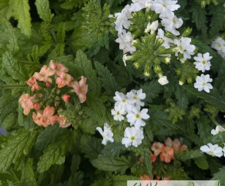 Verbena -raudürt 1