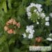 Verbena -raudürt 1