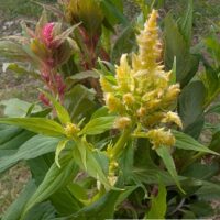 Celosia argentea var. plumosa-mätashari