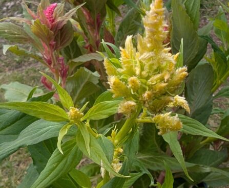 Celosia argentea var. plumosa-mätashari