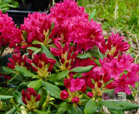 rodo Nova Zembla -rododendron