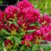 rodo Nova Zembla -rododendron