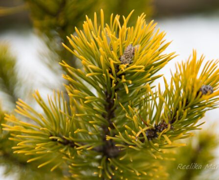 2053_6915_Pinus_mugo_Carstens_Wintergold__3.JPG