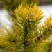 2053_6915_Pinus_mugo_Carstens_Wintergold__3.JPG