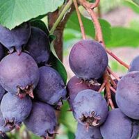 Amelanchier `` Mandam` lepalehine toompihlakas