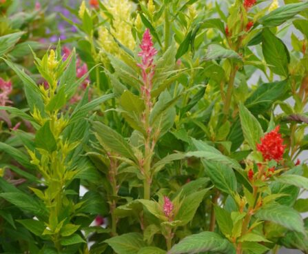 Celosia argentea var. plumosa TRIO