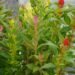 Celosia argentea var. plumosa TRIO
